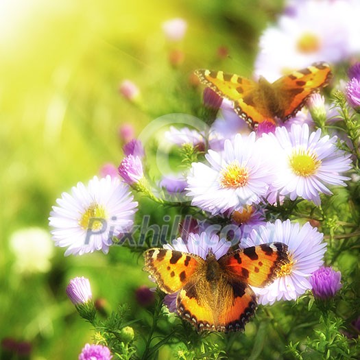 two butterfly on flowers