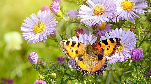 Butterfly on spring flowers. Header for website