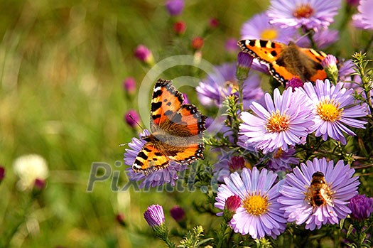 butterfly on flowers butterfly on flowers