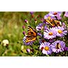 butterfly on flowers