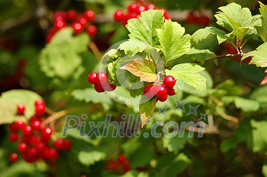 red viburnum berry red viburnum berry