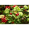 red viburnum berry