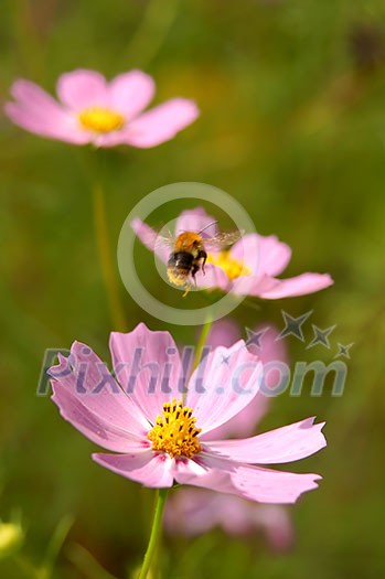 Fly of the bee on flowers