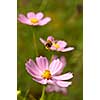 Fly of the bee on flowers