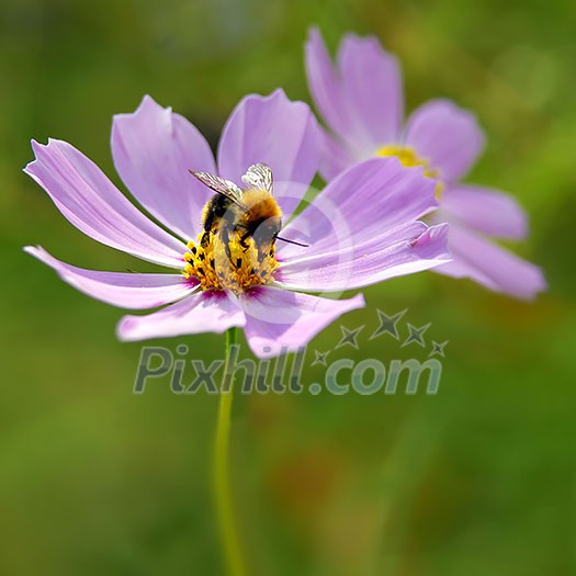 Bee on pink flower Bee on pink flower