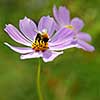 Bee on pink flower