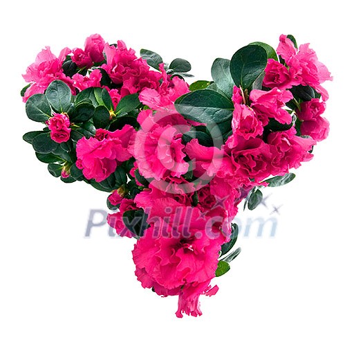 heart from azalea flowers for valentine's day isolated on white heart from azalea flowers for valentine's day isolated on white