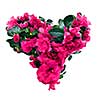 heart from azalea flowers for valentine's day isolated on white