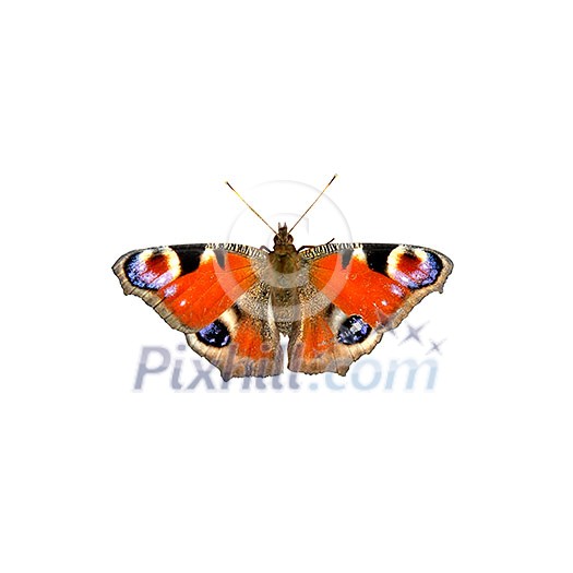 butterfly isolated on white butterfly isolated on white