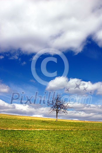 Green field and lonely tree against blue sky and clouds Green field and lonely tree against blue sky and clouds
