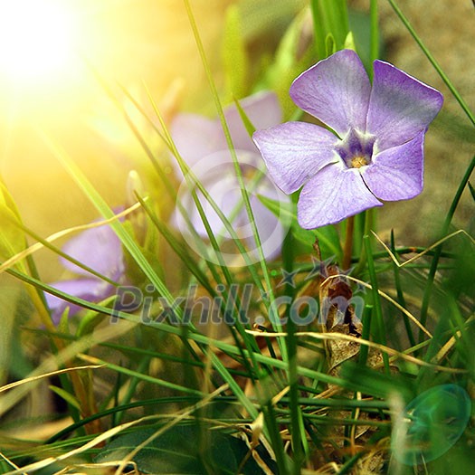 spring flowers spring flowers