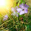 spring flowers