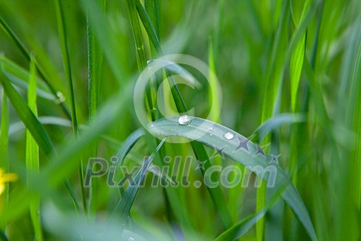 green grass with water drop green grass with water drop