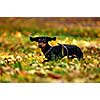 Happy dachshund dog in park