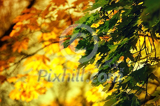autumn leaves autumn leaves
