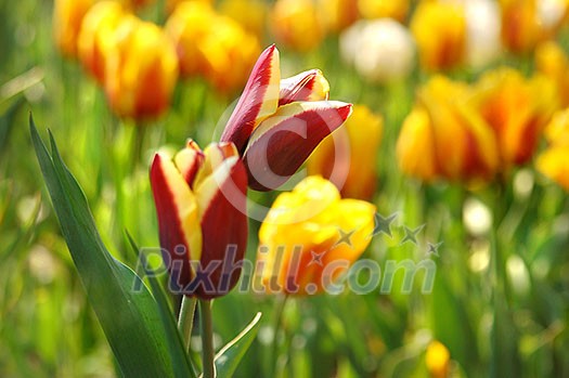 Beautiful red with yellow tulips in garden Beautiful red with yellow tulips in garden