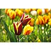 Beautiful red with yellow tulips in garden