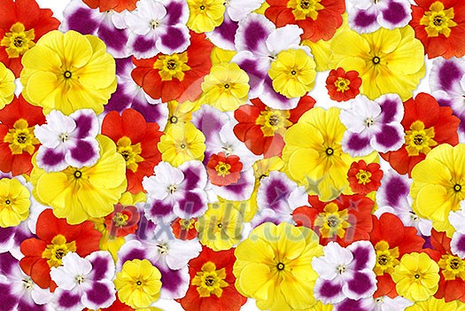 color flowers background color flowers background