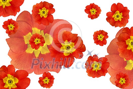 color flowers background color flowers background
