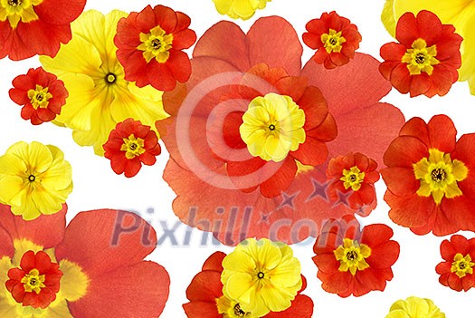 color flowers background color flowers background