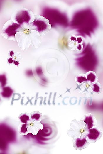 pink flowers background pink flowers background