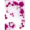 pink flowers background