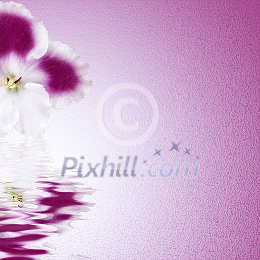 pink flower background pink flower background