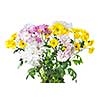 chrysanthemum bouquet isolated on white