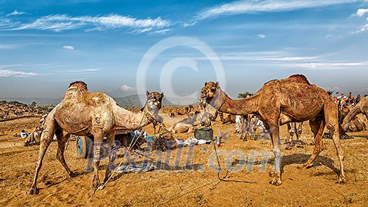 Panoramic image of camels at Pushkar Mela (Pushkar Camel Fair). Pushkar, Rajasthan, India Panoramic image of camels at Pushkar Mela (Pushkar Camel Fair). Pushkar, Rajasthan, India