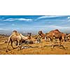 Panoramic image of camels at Pushkar Mela (Pushkar Camel Fair). Pushkar, Rajasthan, India