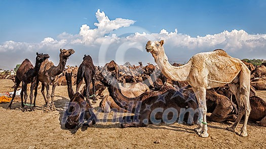 Panoramic image of camels at Pushkar Mela (Pushkar Camel Fair). Pushkar, Rajasthan, India Panoramic image of camels at Pushkar Mela (Pushkar Camel Fair). Pushkar, Rajasthan, India