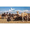 Panoramic image of camels at Pushkar Mela (Pushkar Camel Fair). Pushkar, Rajasthan, India
