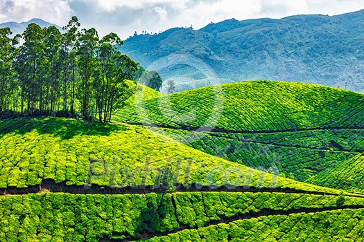 Green tea plantations in Munnar, Kerala, India Green tea plantations in Munnar, Kerala, India