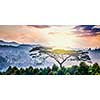 Panorama of lonely tree on sunrise in hills. Kerala, India