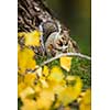 Eastern Grey Squirrel (Sciurus carolinensis)