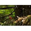 Northern cardinal (Cardinalis cardinals)