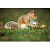 Eastern Grey Squirrel (Sciurus carolinensis)