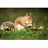 Eastern Grey Squirrel (Sciurus carolinensis)