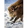 Wild boar (Sus scrofa)