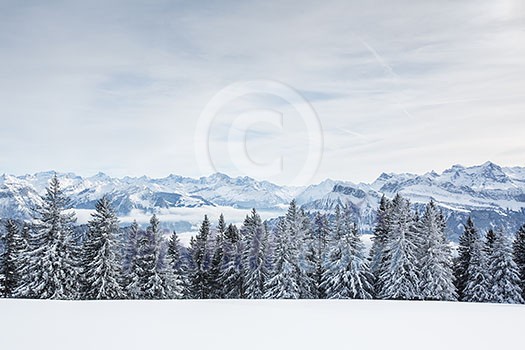 Splendid winter alpine scenery with high mountains and trees covered with snow Splendid winter alpine scenery with high mountains and trees covered with snow