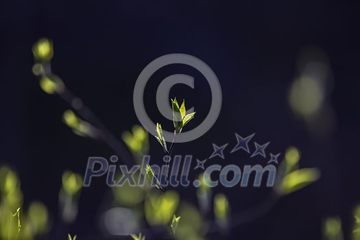 Graphical representation of buds in Bloom Graphical representation of buds in Bloom