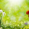 Spring letters made from grass blades in floral fantasy surroundings with space for text.
