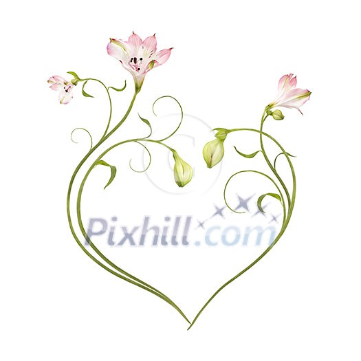 Pink flowers, buds, petals and stem isolated on white background in heart shape Pink flowers, buds, petals and stem isolated on white background in heart shape
