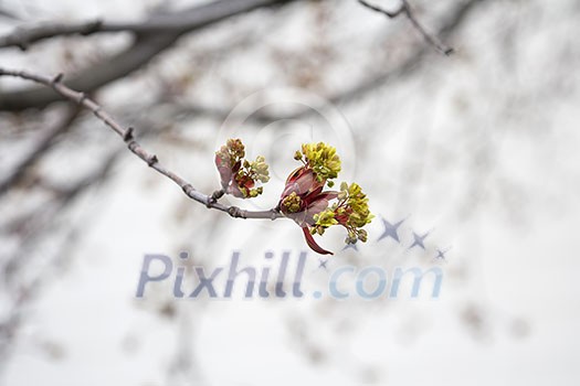 Maple buds opening up during spring time. Maple buds opening up during spring time.