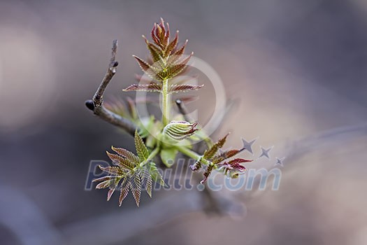 Bud in Bloom Bud in Bloom