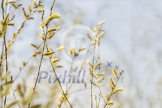 Branches filled with pollen against pale blue spring sky. Branches filled with pollen against pale blue spring sky.