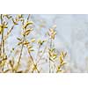 Branches filled with pollen against pale blue spring sky.