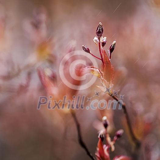 Bud in Bloom Bud in Bloom