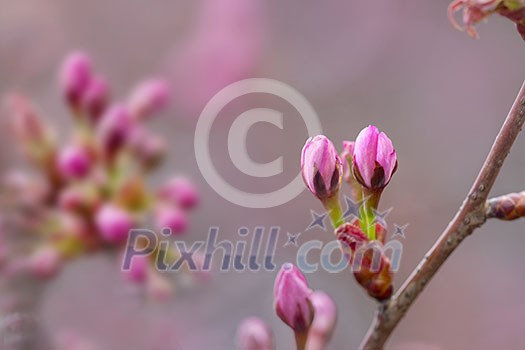 Cherry buds starting to bloom and open up during springtime in the garden. Cherry buds starting to bloom and open up during springtime in the garden.
