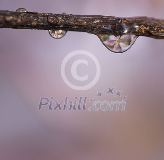 Cherry blossom refections in waterdrops on a branch with space for text. Cherry blossom refections in waterdrops on a branch with space for text.